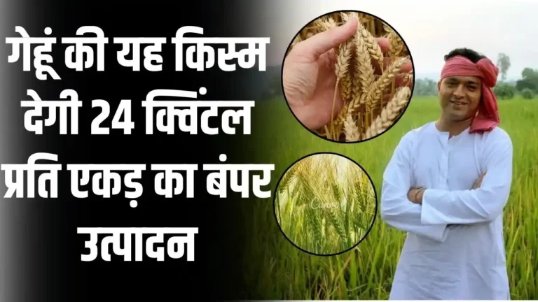 Wheat New Variety