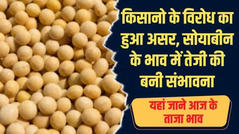 सोयाबीन
