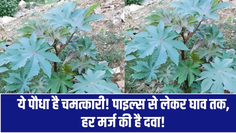 Castor Plant